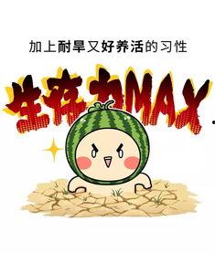 娱乐吃瓜酱中华文化,解码中华文化中的趣味与智慧